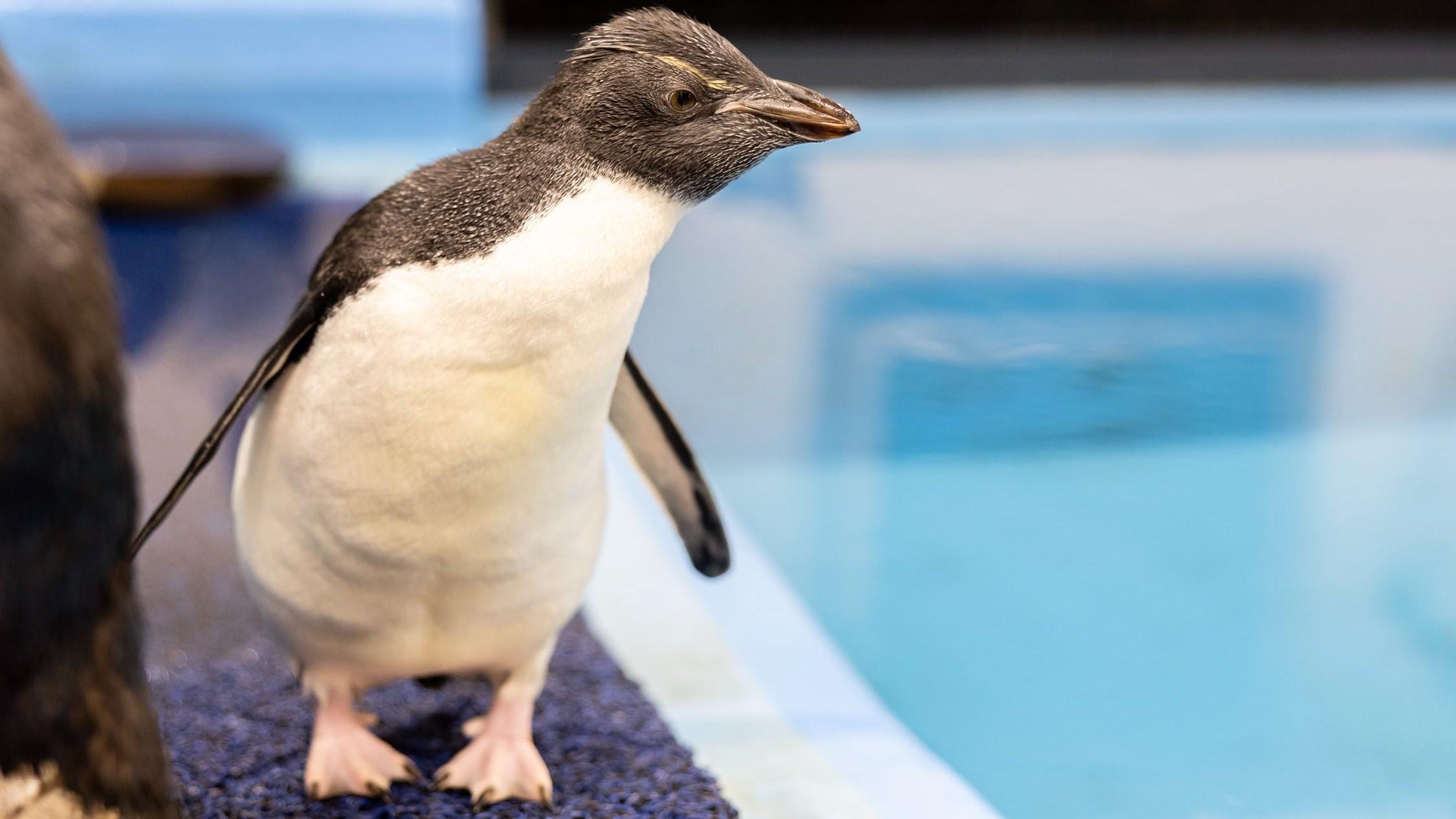 Shedd Aquarium’s newest rockhopper penguin, hatched in June, took its first swim with the entire colony. 