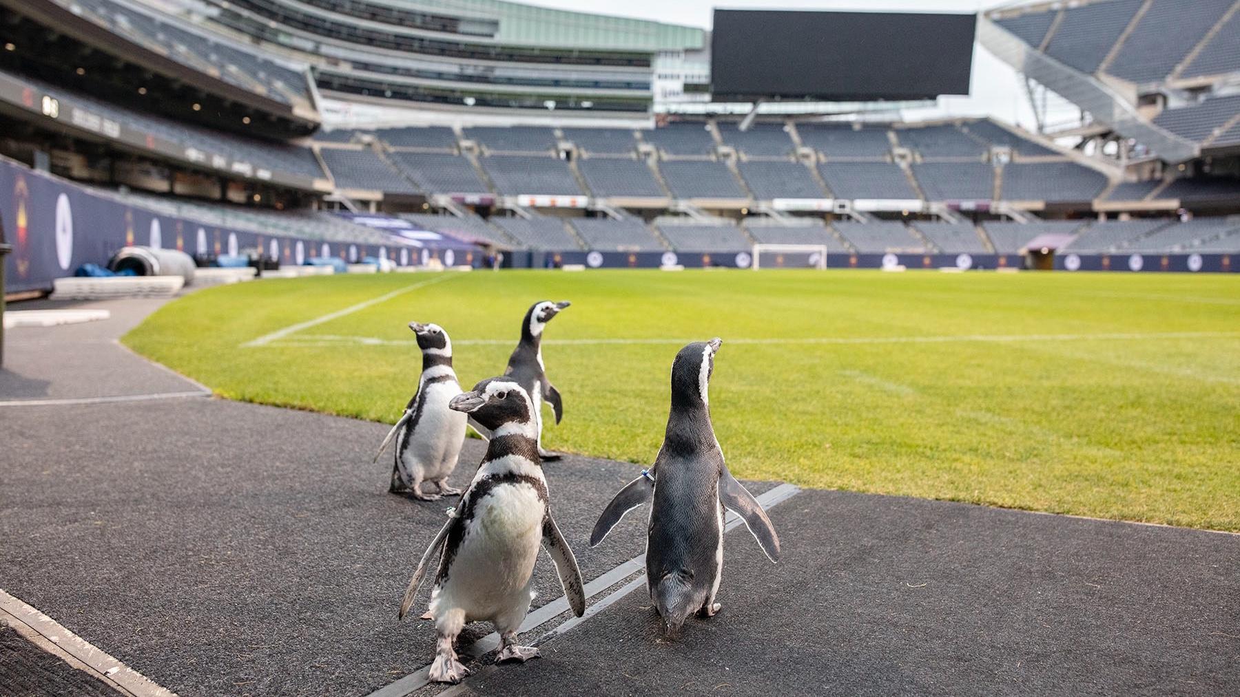 Penguins from the Shedd Aquarium recently paid a visit to Soldier Field. (Brenna Hernandez / Shedd Aquarium)