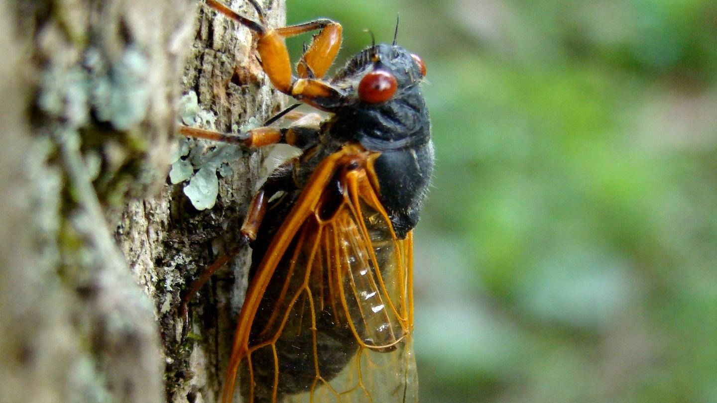 Periodical cicadas are identifiable by their red eyes. (Dan Keck / Pixabay)