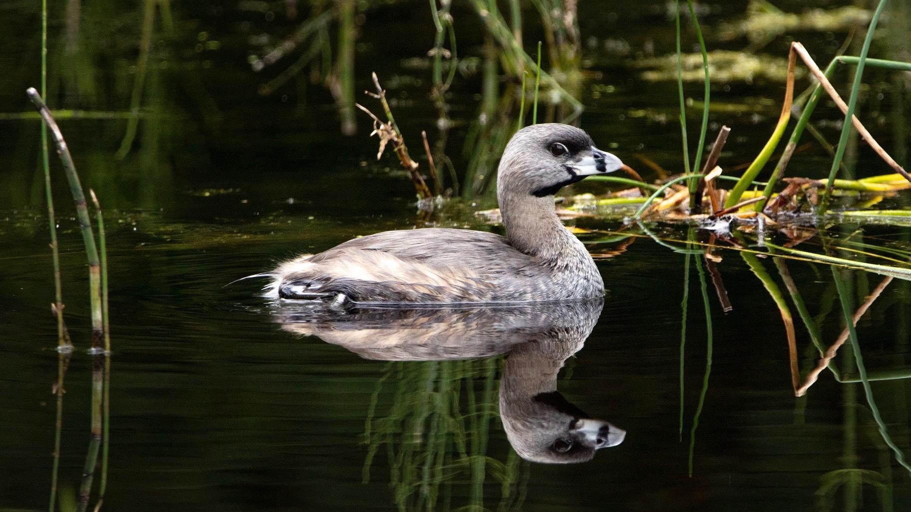 If marsh birds like the pied-billed grebe, pictured, return to Powderhorn Lake, conservationists will judge the wetlands restoration a success. (simardfrancois / Pixabay)