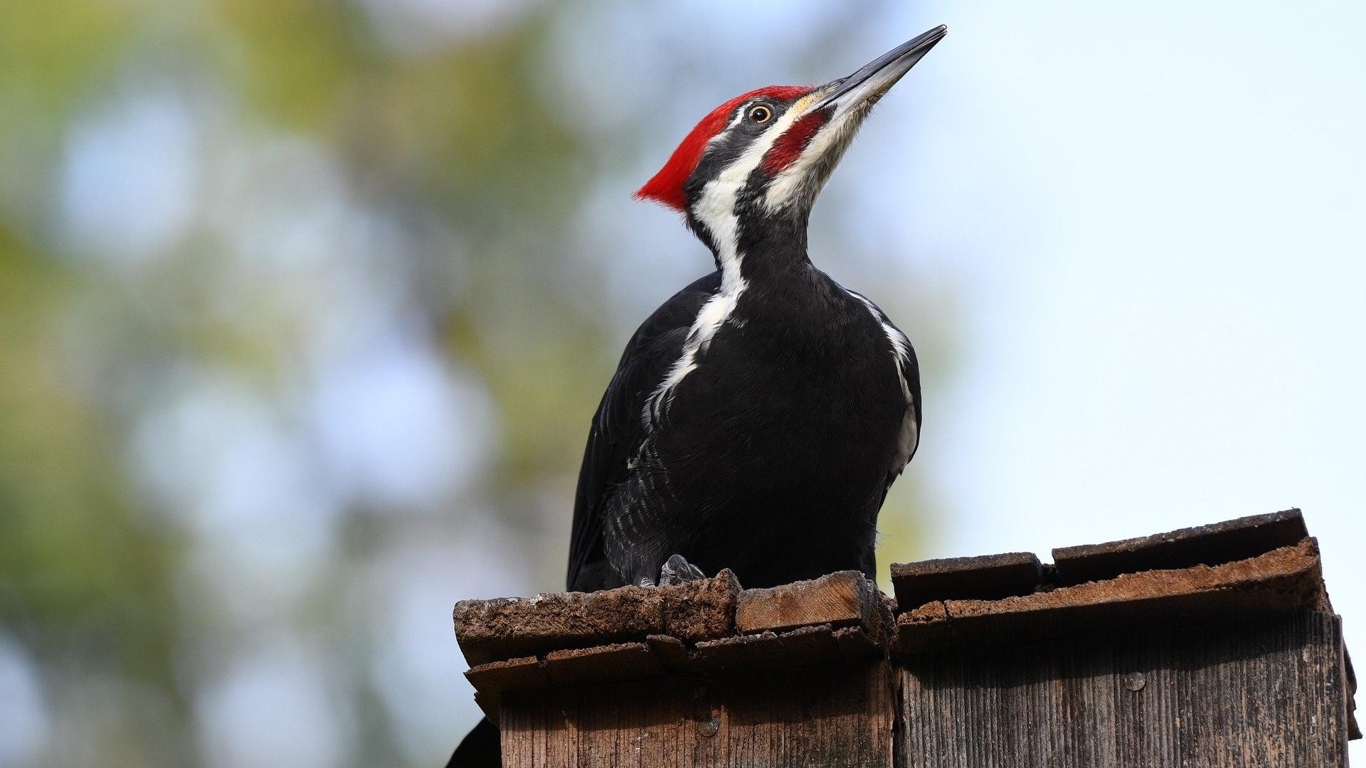all about birds pileated woodpecker