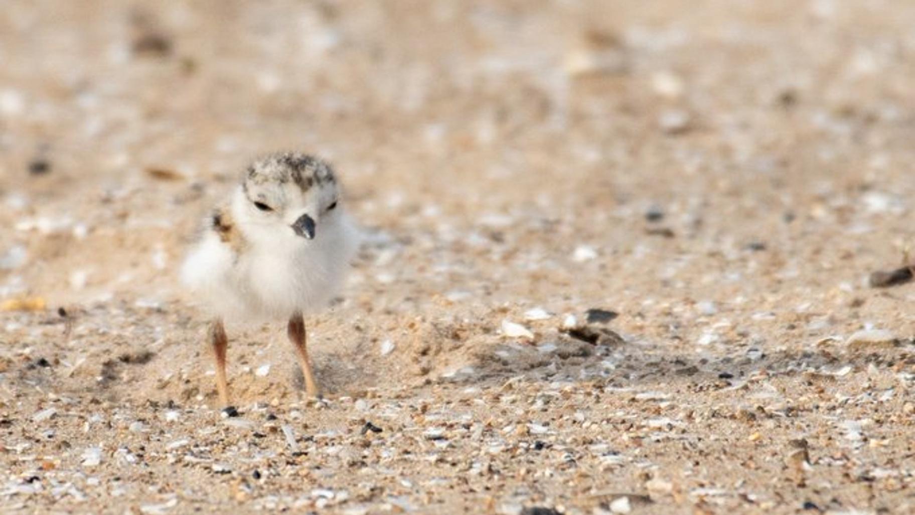 Chicago’s 4 Piping Plover Chicks Need Names. Here’s How to Submit Your ...