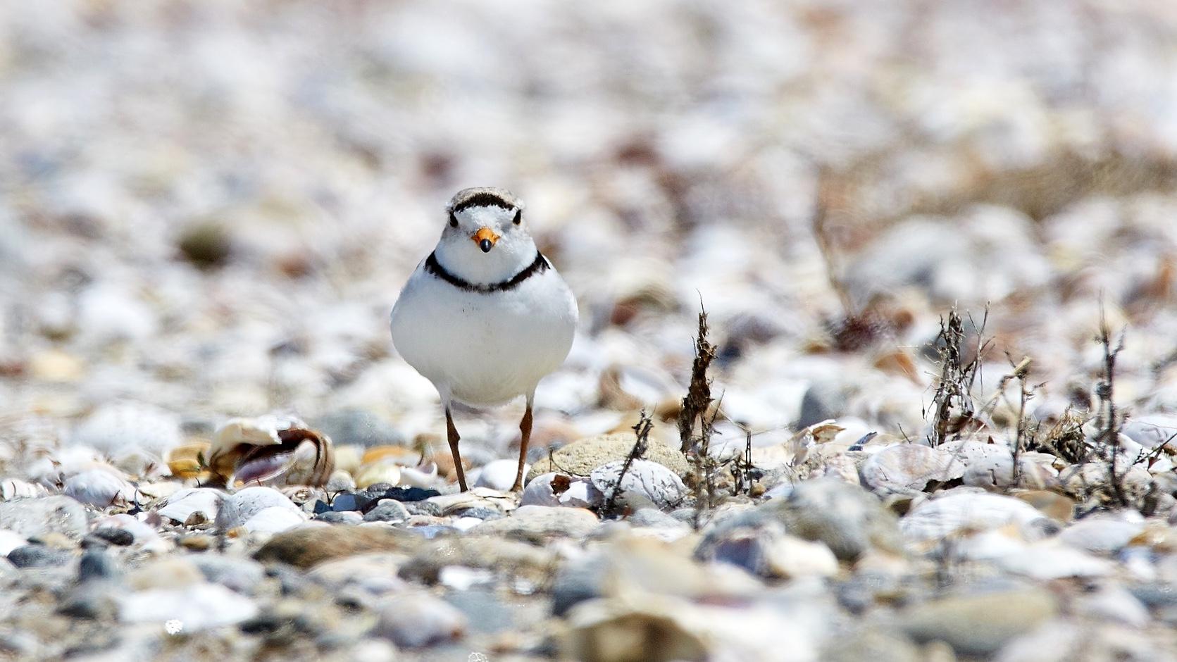 Piping plover. (Cadop / Pixabay)