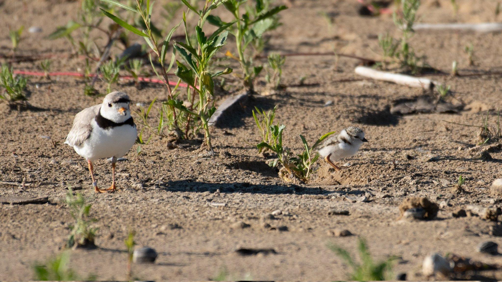 Second Piping Plover Chick Dies at Montrose: ‘Rough Few Days, To Say ...