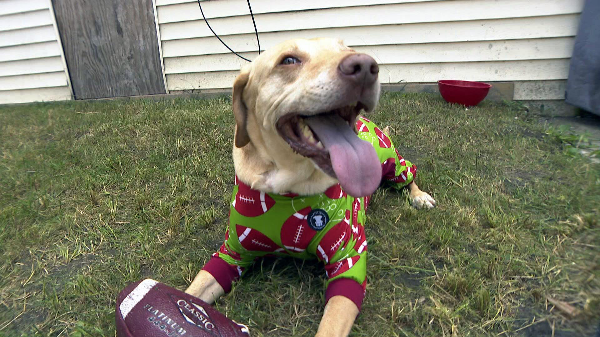 A dog models apparel from Pittie Clothing Company, founded by Erin Crowley of Humboldt Park. (WTTW News)
