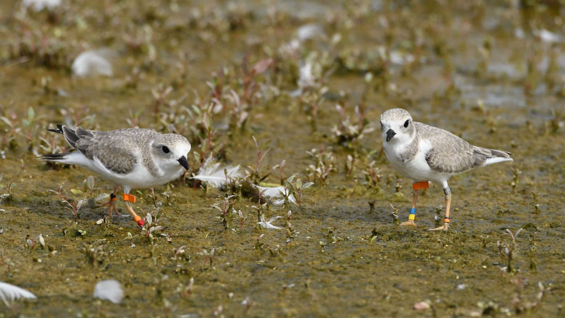 Two of the captive-reared plovers released in Waukegan, July 21, 2025. (Oliver Slater / Sharing Our Shore-Waukegan) Two of the captive-reared plovers released in Waukegan, July 21, 2025. (Oliver Slater / Sharing Our Shore-Waukegan)