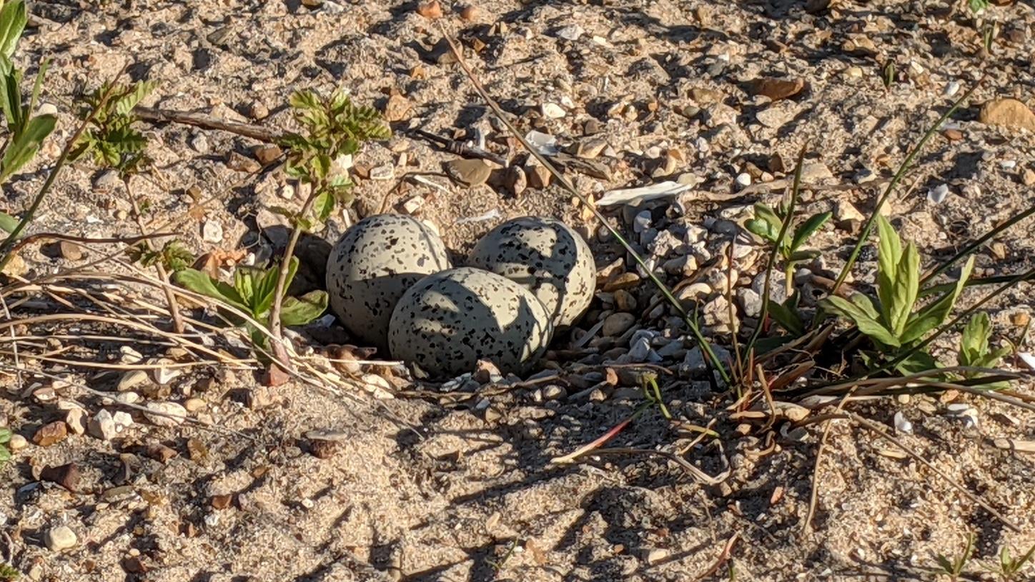Piping plover eggs at Montrose beach in 2021. (Courtesy of Chicago Park District)