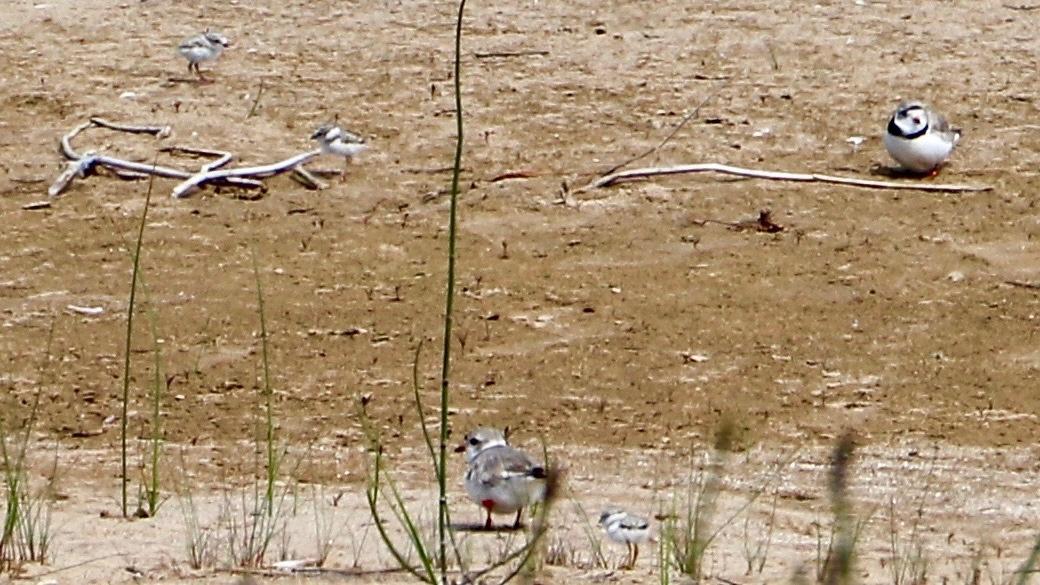 Monty and Rose with three chicks, photographed July 9, 2021. (Evan Garcia / WTTW News)