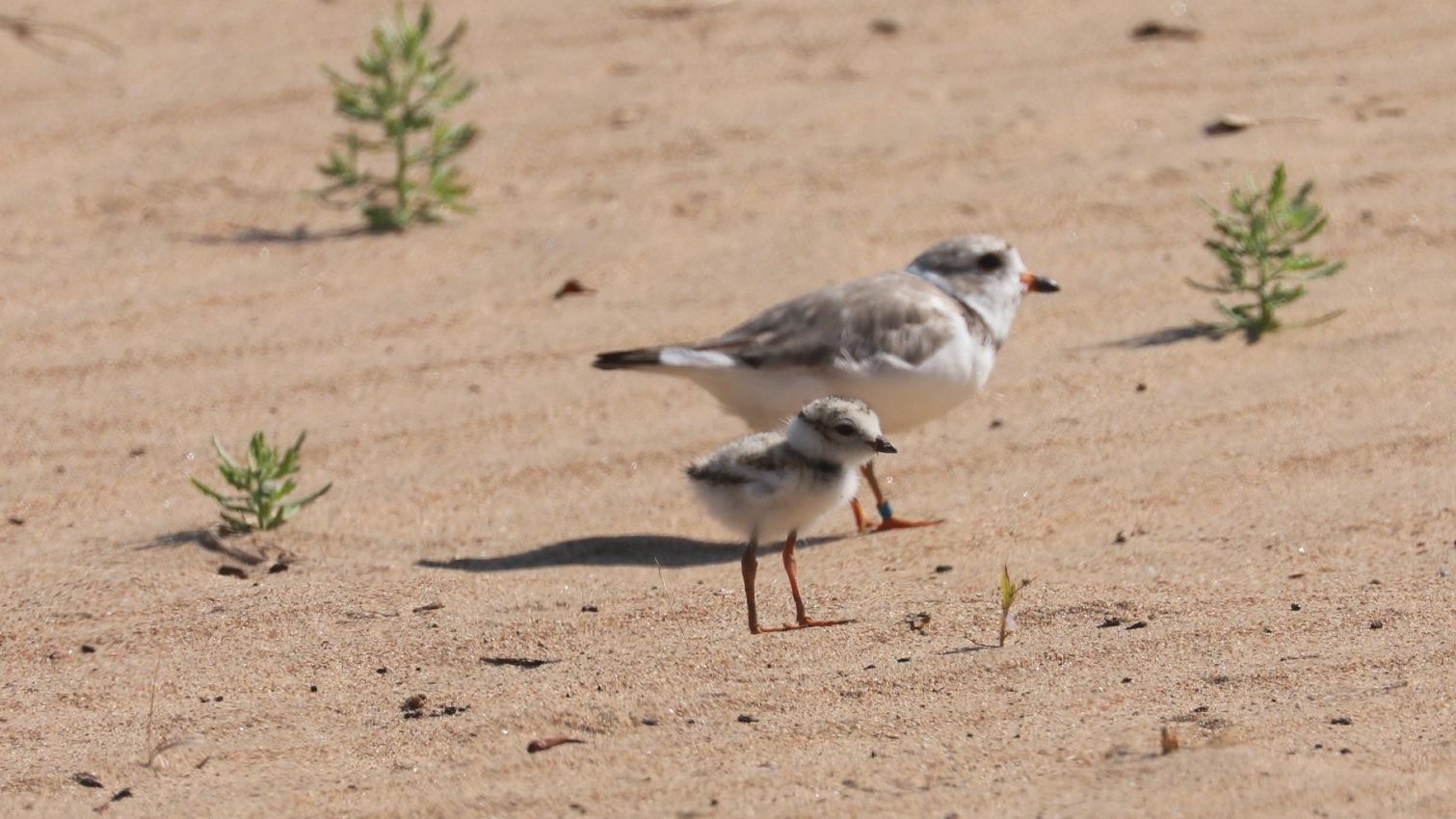 A plover parent and chick at Montrose Beach in 2019, courtesy of the Shedd Aquarium. (Credit: Susan Szeszol)