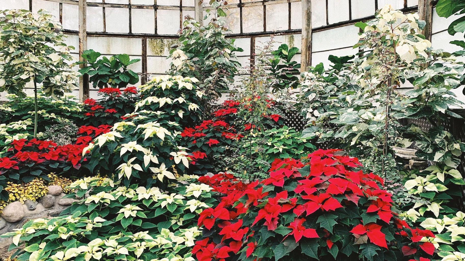 Lincoln Park Conservatory's annual winter flower show has a candy-cane theme of red and white poinsettias. (Lincoln Park Conservancy / Facebook)