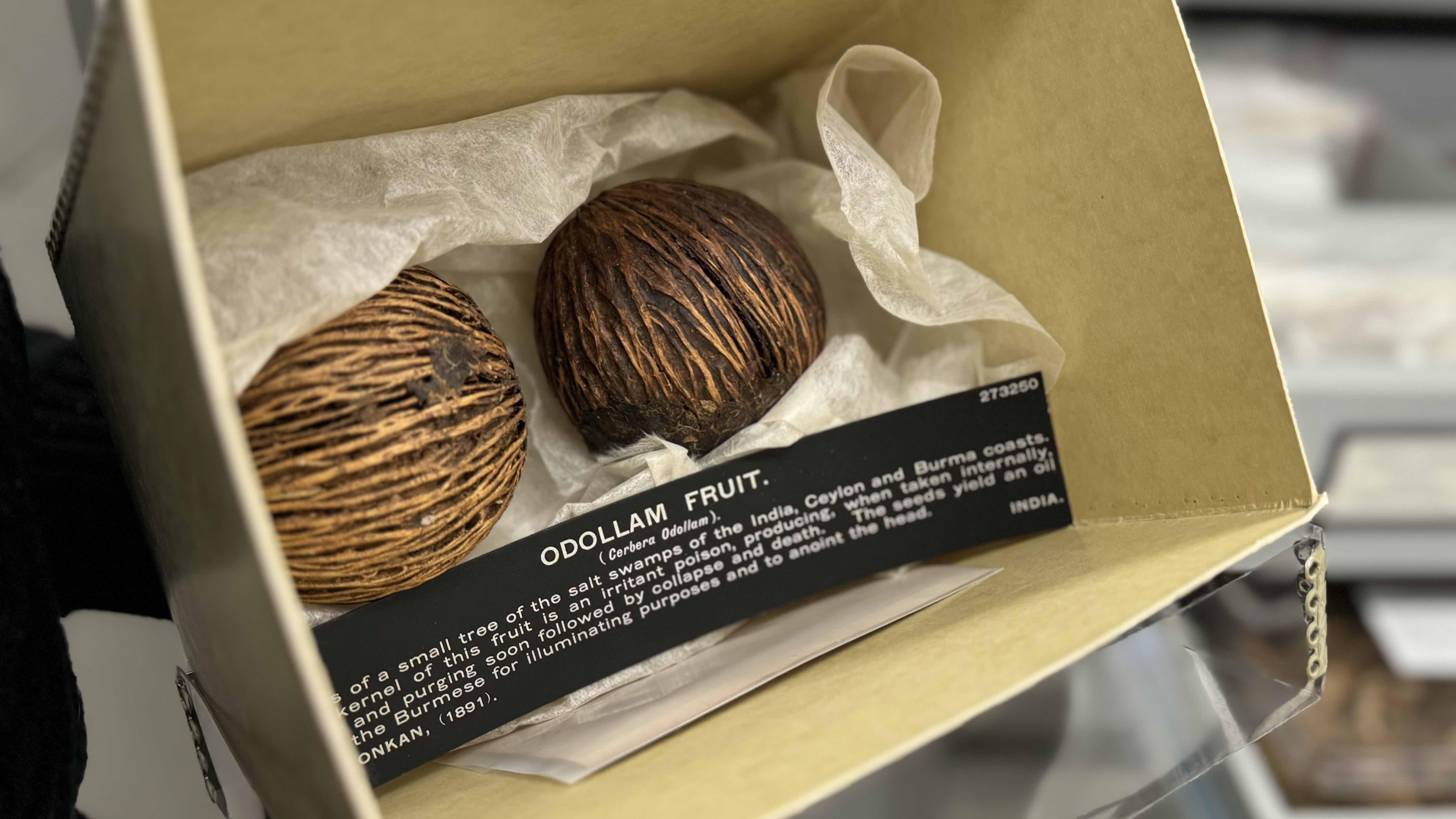Looks can be deceiving. The fruit of the pong-pong contains toxic seeds. The Field Museum keeps its specimens in a locked cabinet of poisons. (Patty Wetli / WTTW News) Looks can be deceiving. The fruit of the pong-pong contains toxic seeds. The Field Museum keeps its specimens in a locked cabinet of poisons. (Patty Wetli / WTTW News)