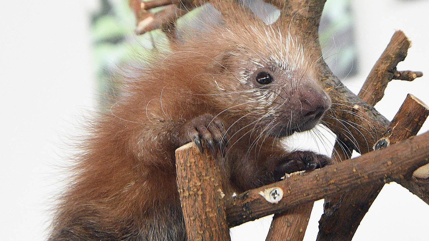 Brookfield Zoo's porcupette, born March 19. (Jim Schulz / CZS-Brookfield Zoo)