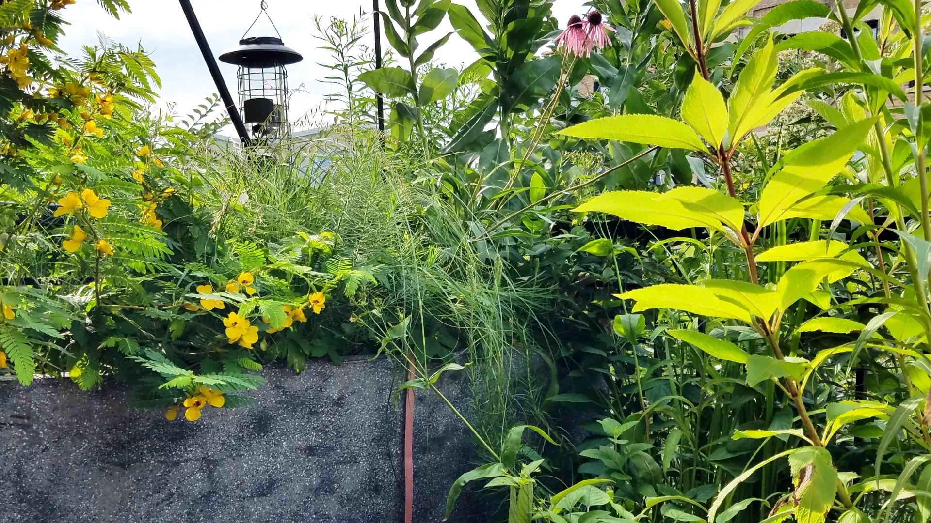 Jeremie Fant, director of conservation at Chicago Botanic Garden, has spent 15 years experimenting with growing native plants in containers on his condo’s small balcony. (Courtesy of Jeremie Fant)