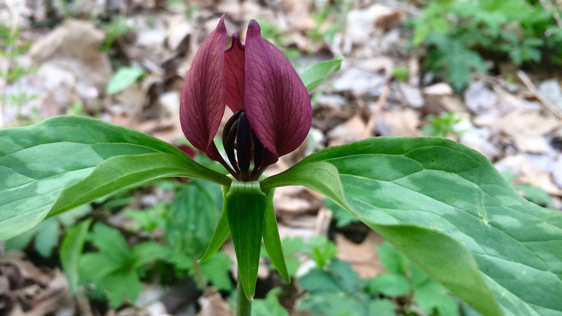 Prairie trillium was the top observation by Chicagoans in the 2021 City Nature Challenge. (Jessica Bolser / US Fish and Wildlife Service Midwest Region)