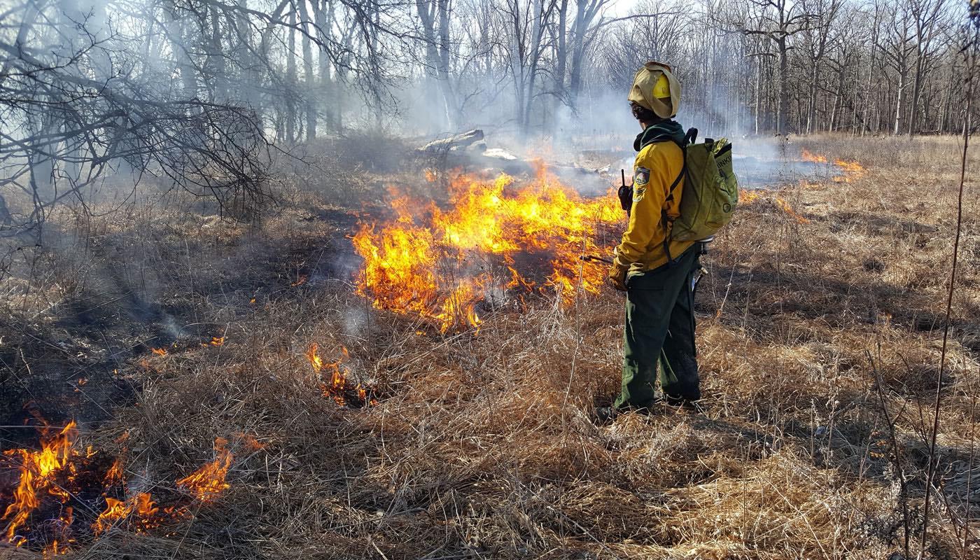 Prescribed burn in Cook County. (Kelly Bougher / Forest Preserve District of Cook County)