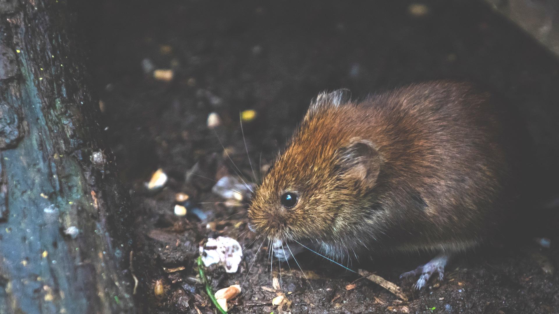 Chicago’s Claim to ‘Rattiest City’ Crown in Dispute. Are We Really Just