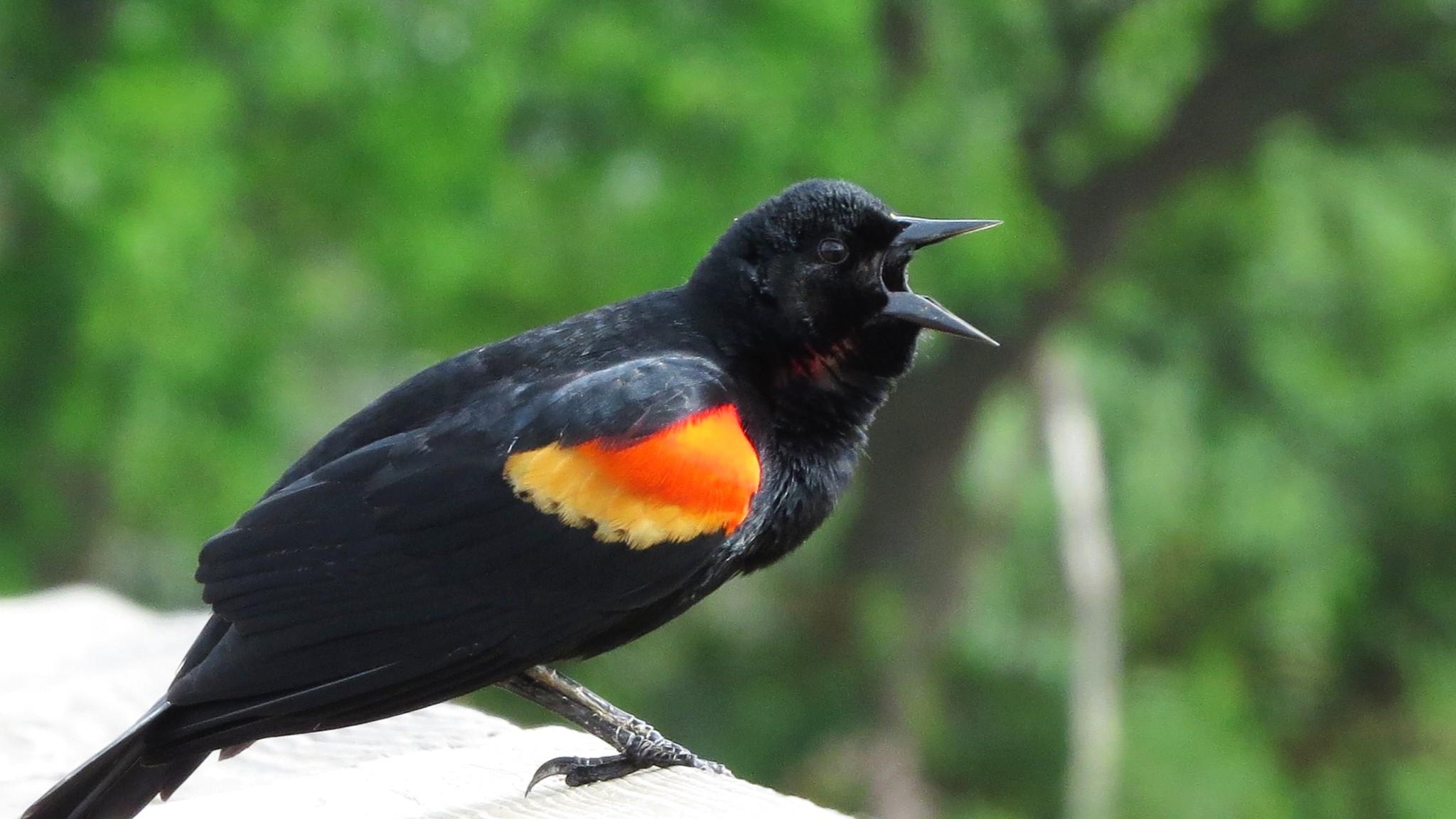 The red-winged blackbird was among the most observed species in Chicago for the 2022 City Nature Challenge. (Susan Young / Flickr Creative Commons)