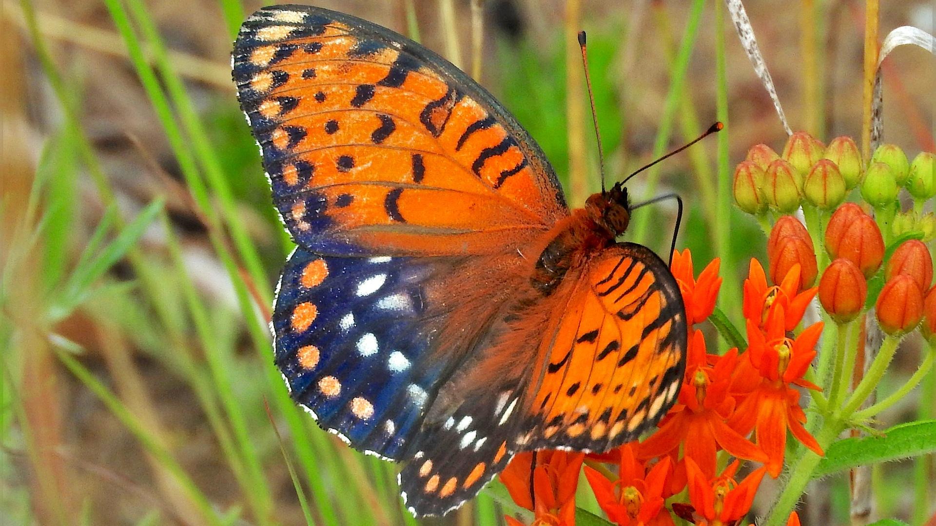 Regal fritillary butterfly. (Doug Taron)