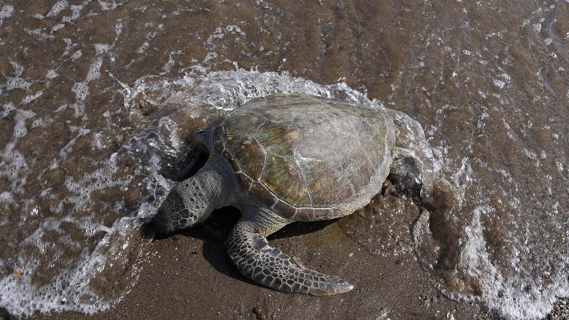 A dead green sea turtle washes up on the beach in the Khor Kalba Conservation Reserve, in the city of Kalba, on the east coast of the United Arab Emirates, Tuesday, Feb. 1, 2022. (AP Photo / Kamran Jebreili, File)