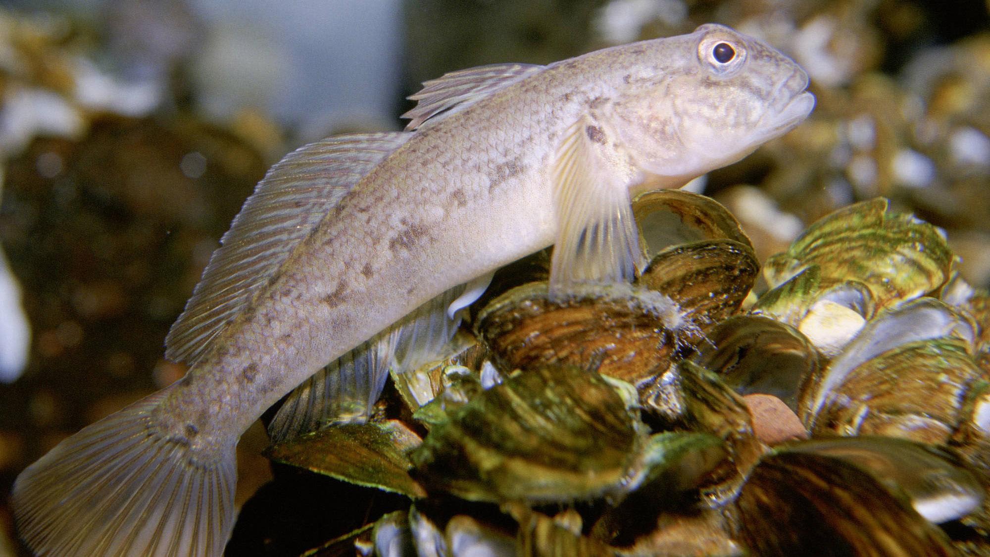 Specimens of the round goby were among the species included in the micro plastics study. (U.S. Fish and Wildlife Service / Eric Engbretson)