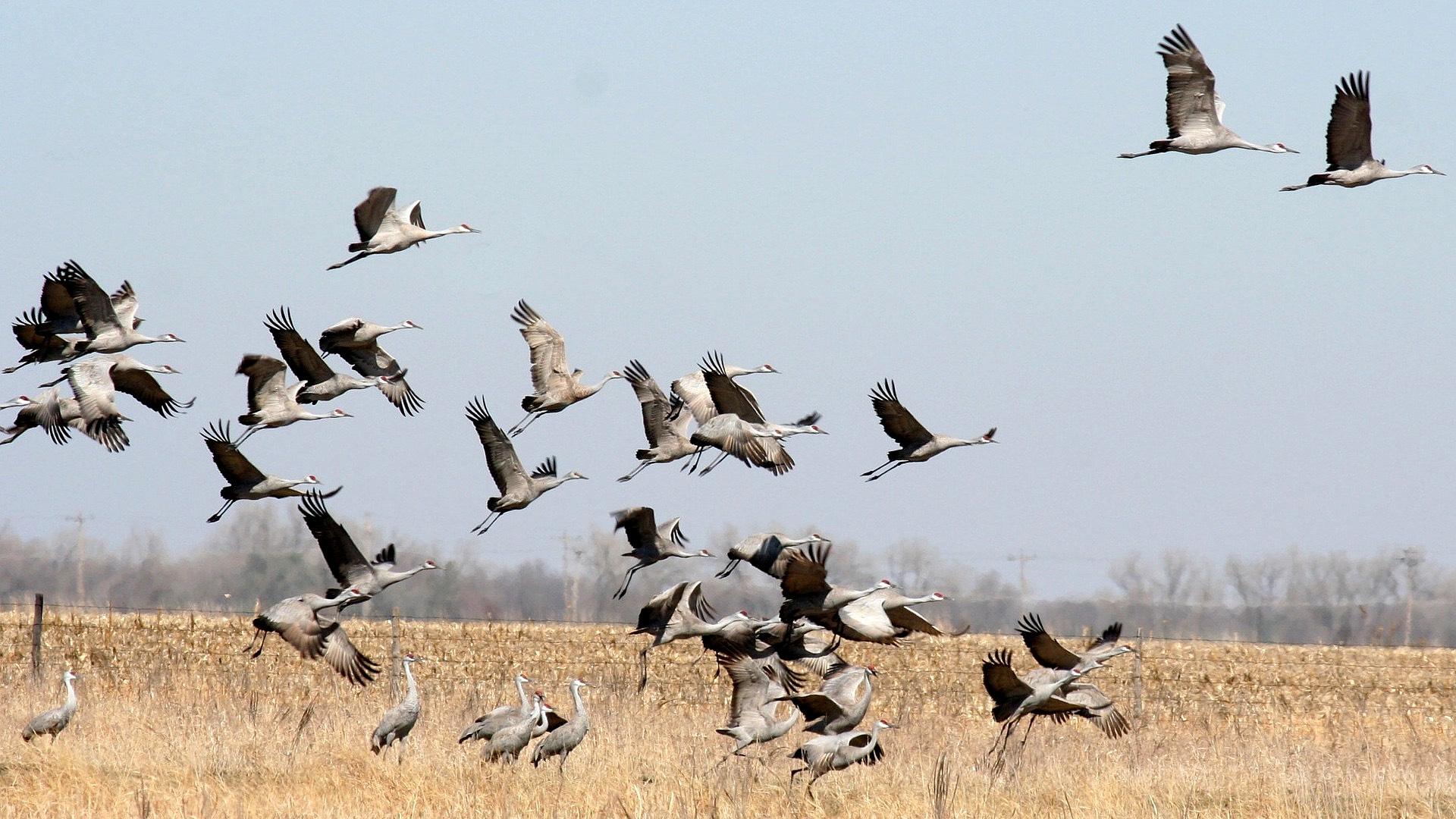 Sandhill cranes soaring noisily over Indiana on their spring migration