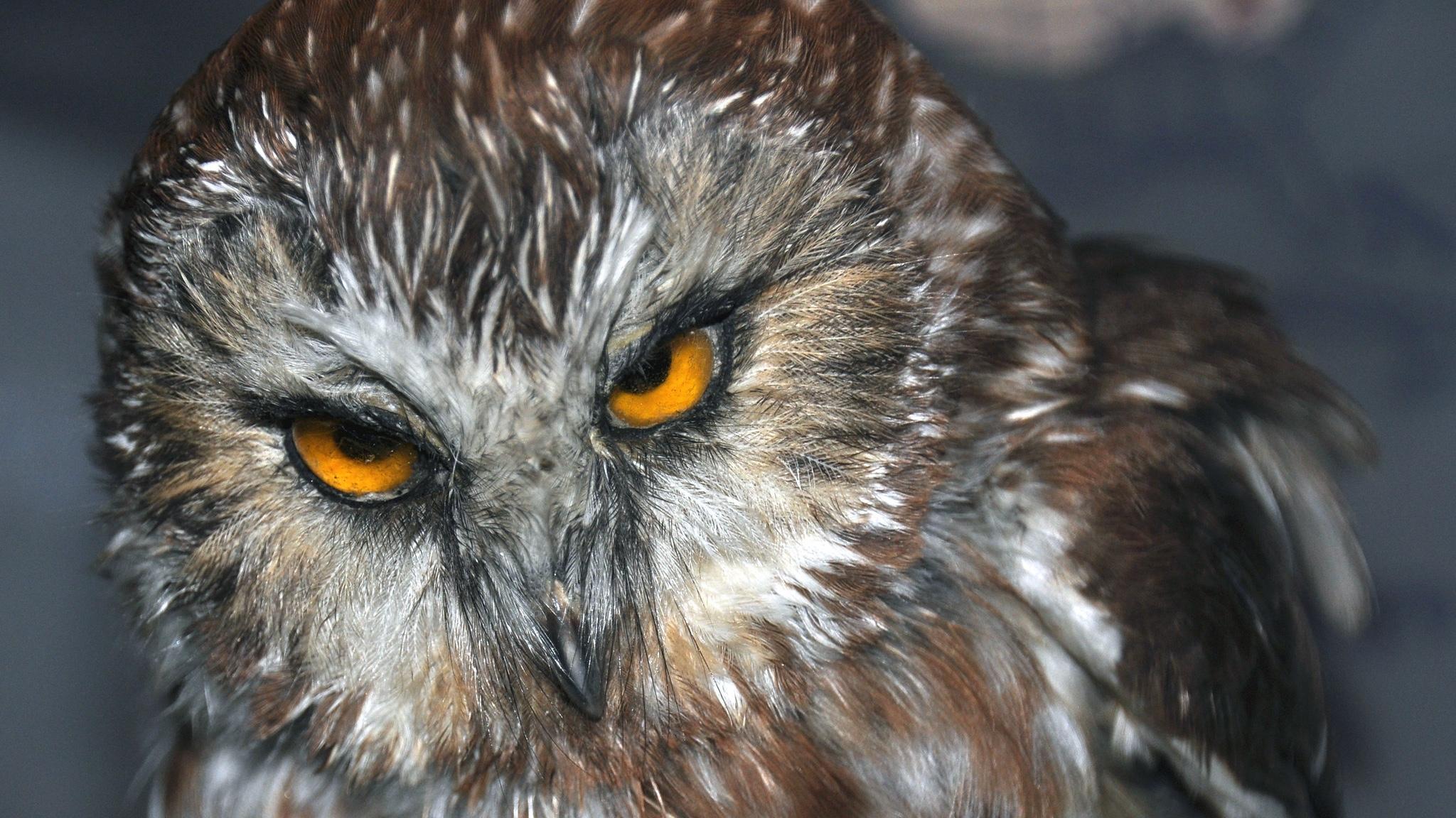 Northern Saw-whet owl. (James St. John / Flickr)