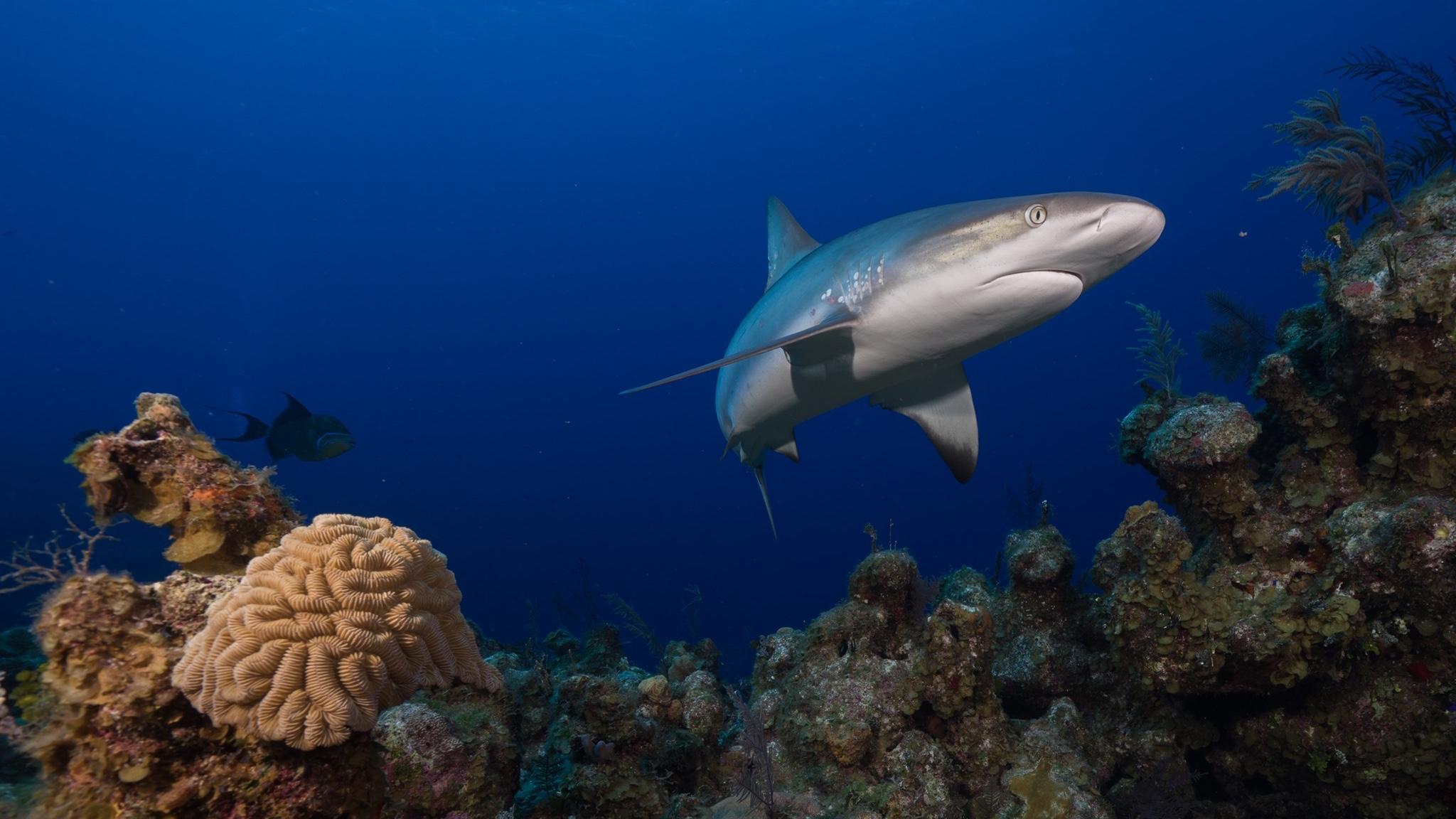 The Global FinPrint project is the first-ever worldwide survey of reef sharks. (Global FinPrint / Facebook)