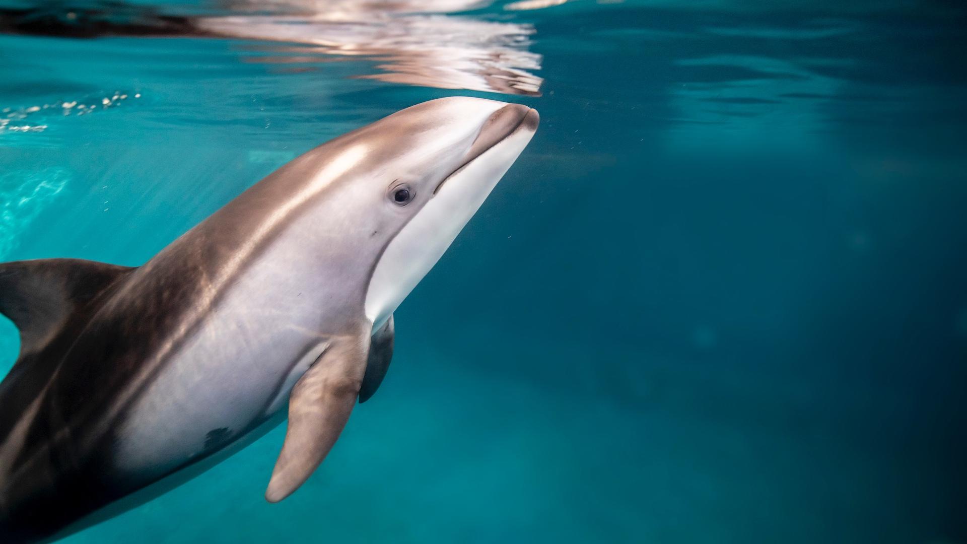 Harmony, the Shedd Aquarium's new Pacific white-sided dolphin. (Shedd Aquarium / Brenna Hernandez)