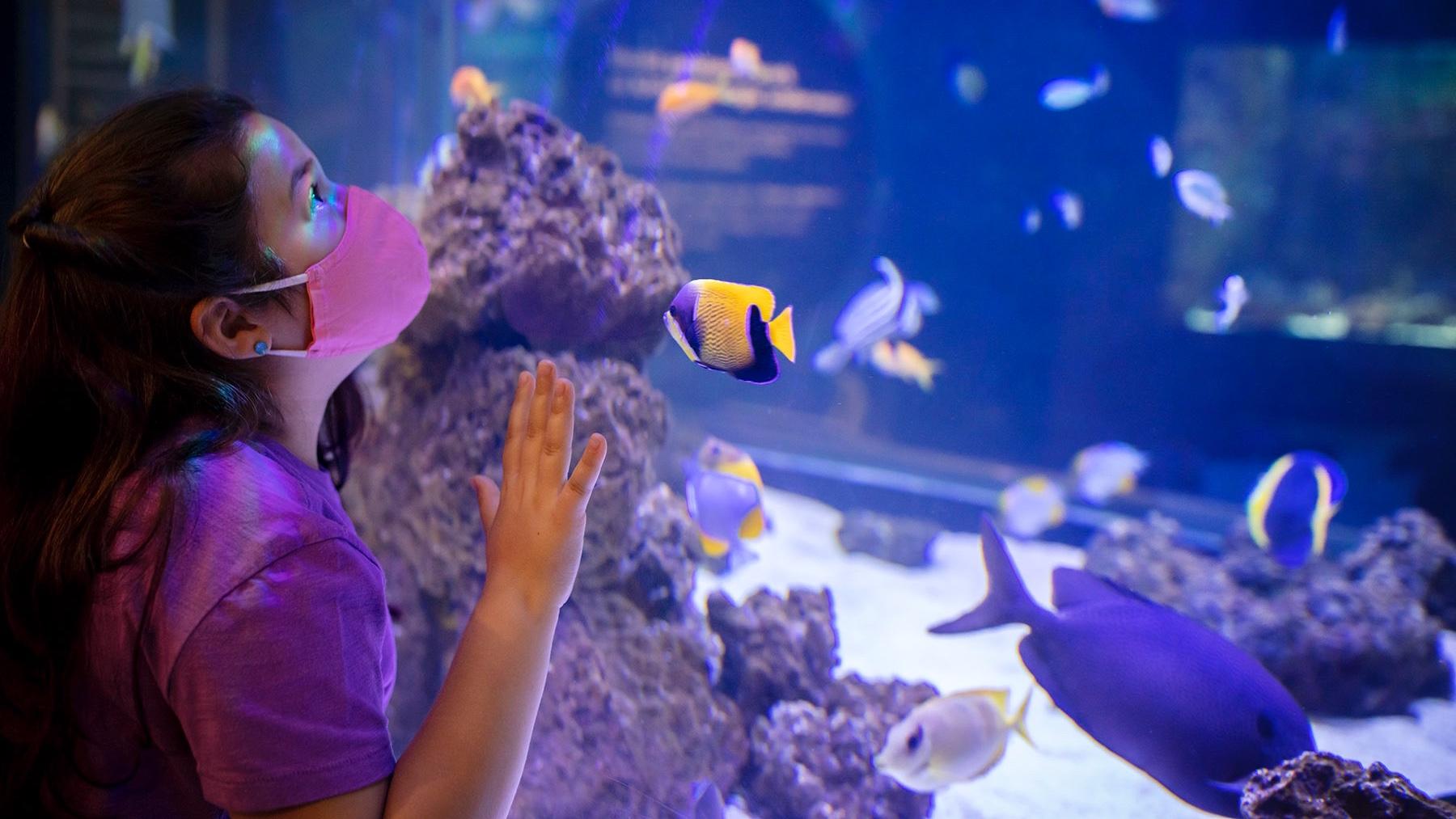 The Shedd Aquarium is preparing to reopen, with safety measures in place. (Shedd Aquarium / Brenna Hernandez)