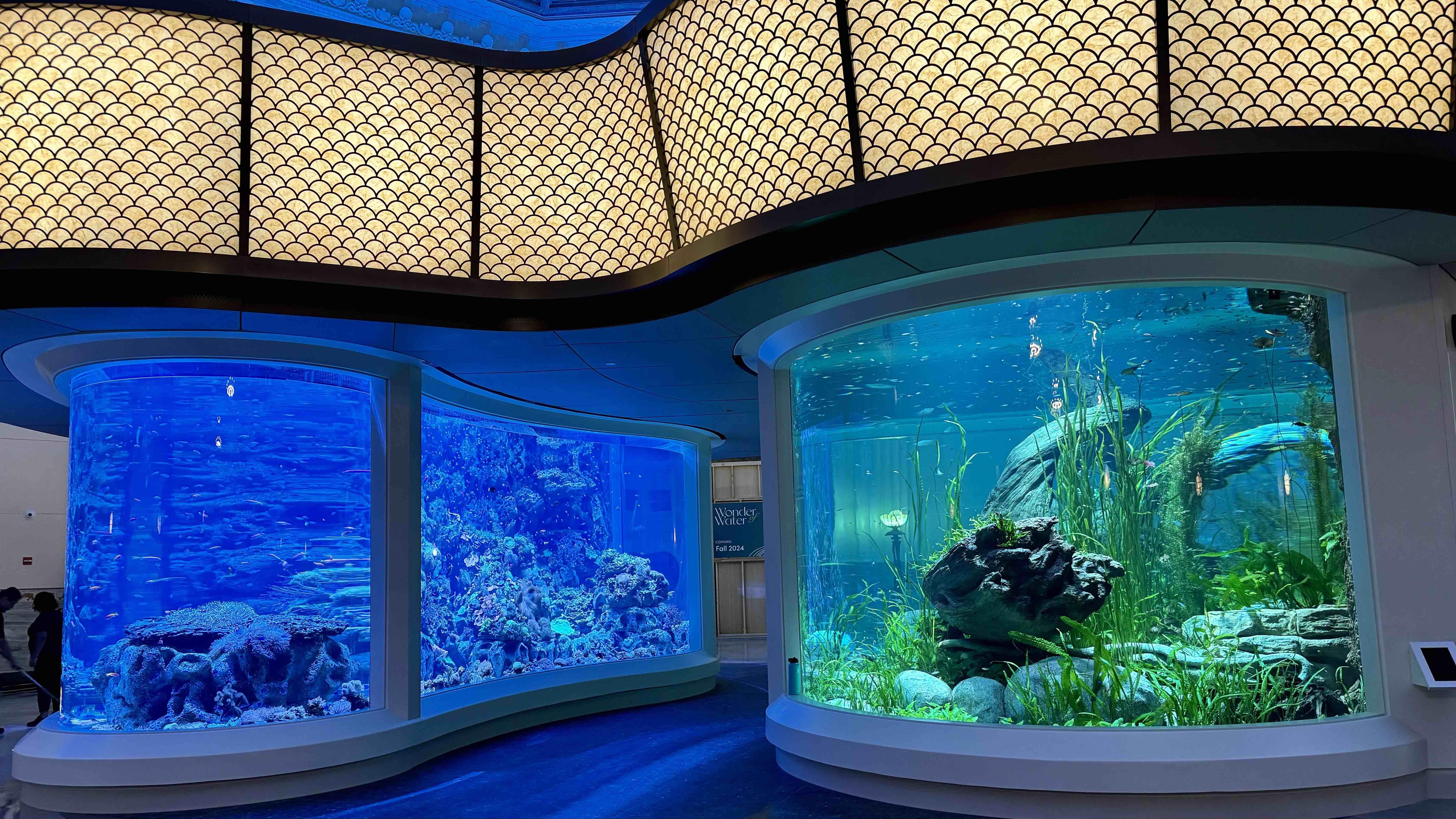 Shedd Aquarium's new "Wonder of Water" exhibit. (Patty Wetli / WTTW News)