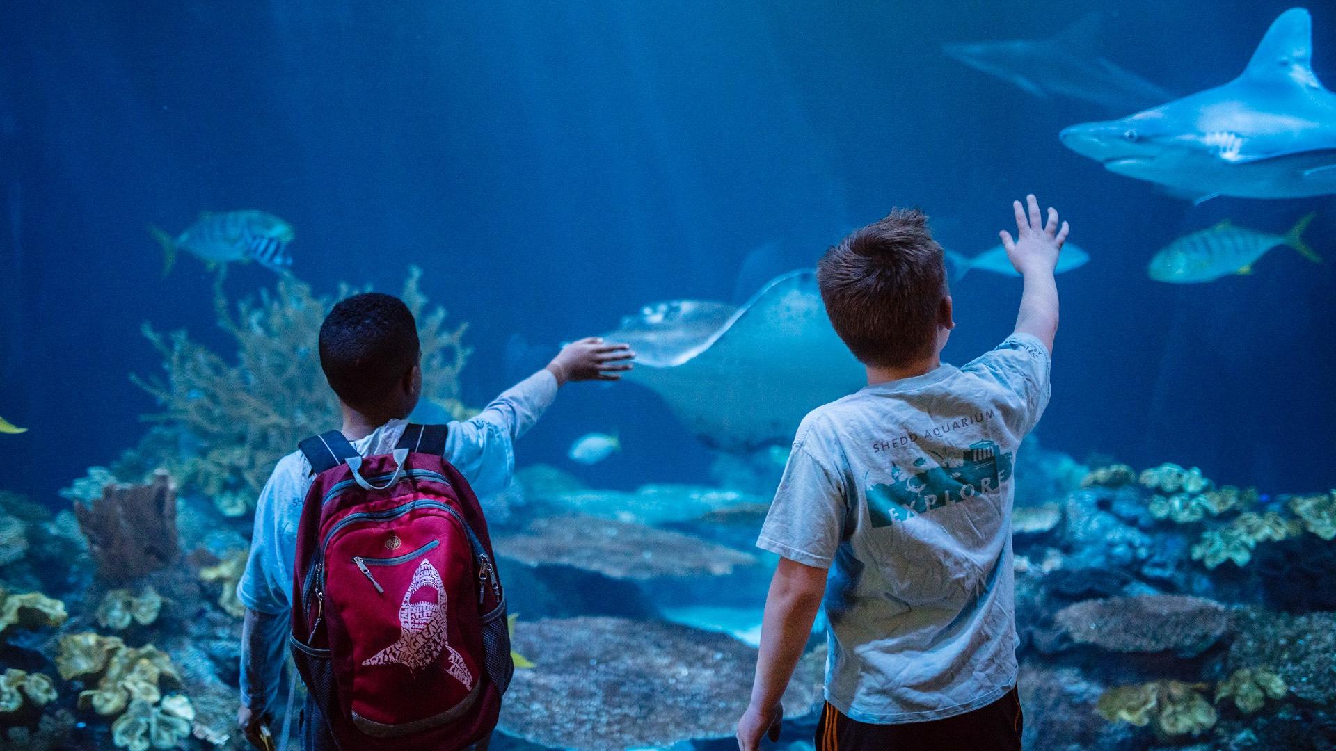 Shedd Aquarium’s Wild Reef shark habitat exhibit. (Brenna Hernandez / Shedd Aquarium)