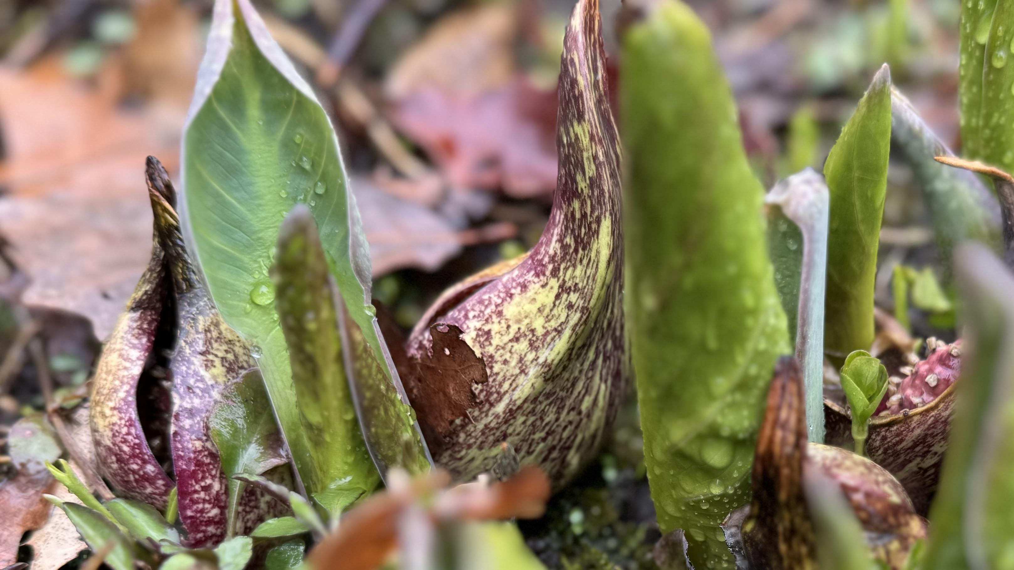 Skunk cabbage at McDonald Woods. The flower is enveloped by the plant's protective "hood." (Patty Wetli / WTTW News)