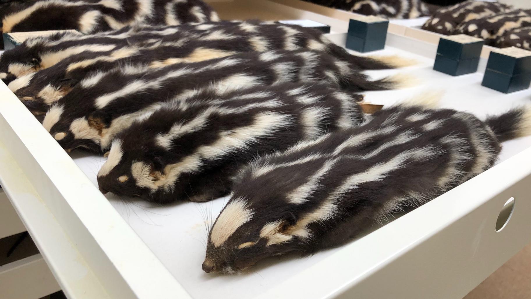 Spotted skunk specimens in the Field Museum's collection. DNA analysis revealed new species. (Patty Wetli / WTTW News)