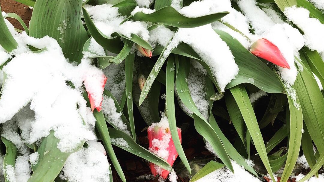 It wouldn’t be spring in Chicago without a dusting of snow. (Patty Wetli / WTTW News)