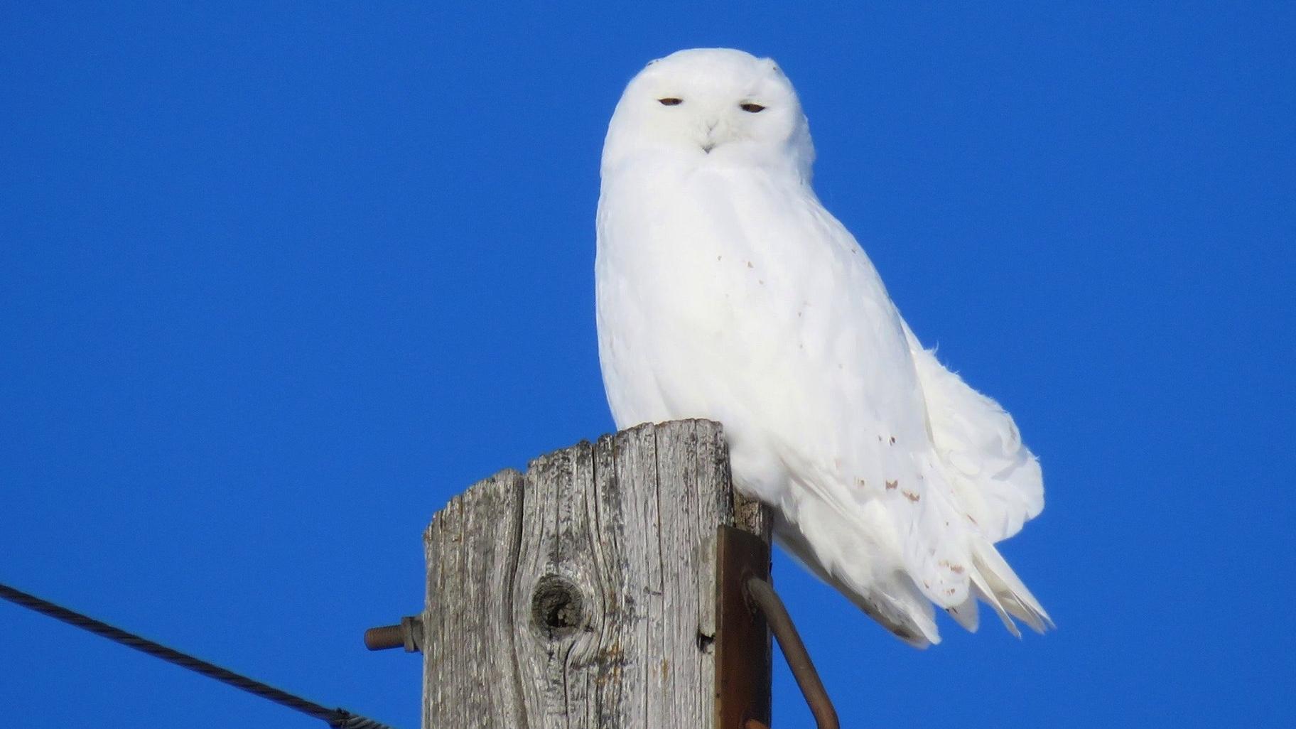 Snowy owls like to perch on fence posts and telephone poles. (U.S. Fish and Wildlife Service)