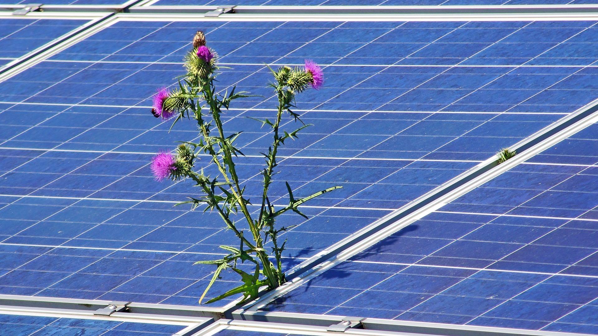 Interspersing native plants with solar panels can benefit pollinators. (Andreas Senftleben / Pixabay)