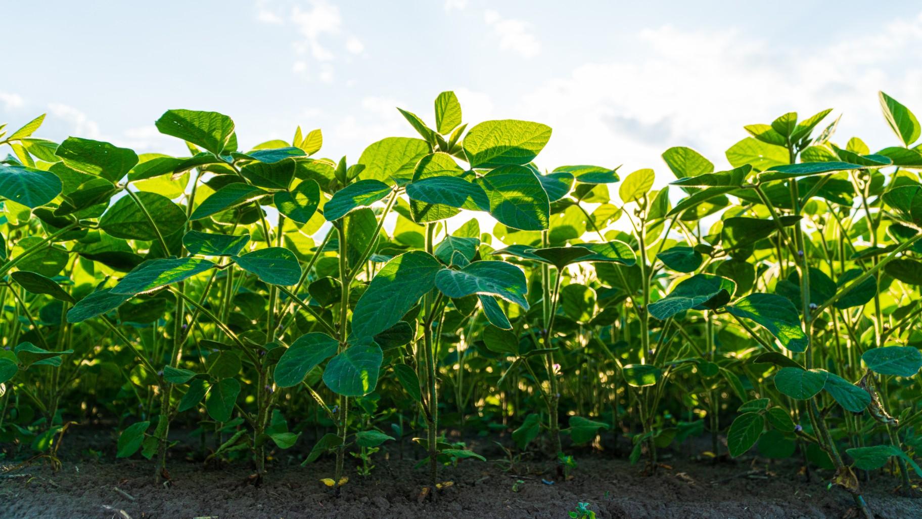 A soy bean crop is pictured in a file photo. (Yevhen Smyk / iStock) A soy bean crop is pictured in a file photo. (Yevhen Smyk / iStock)