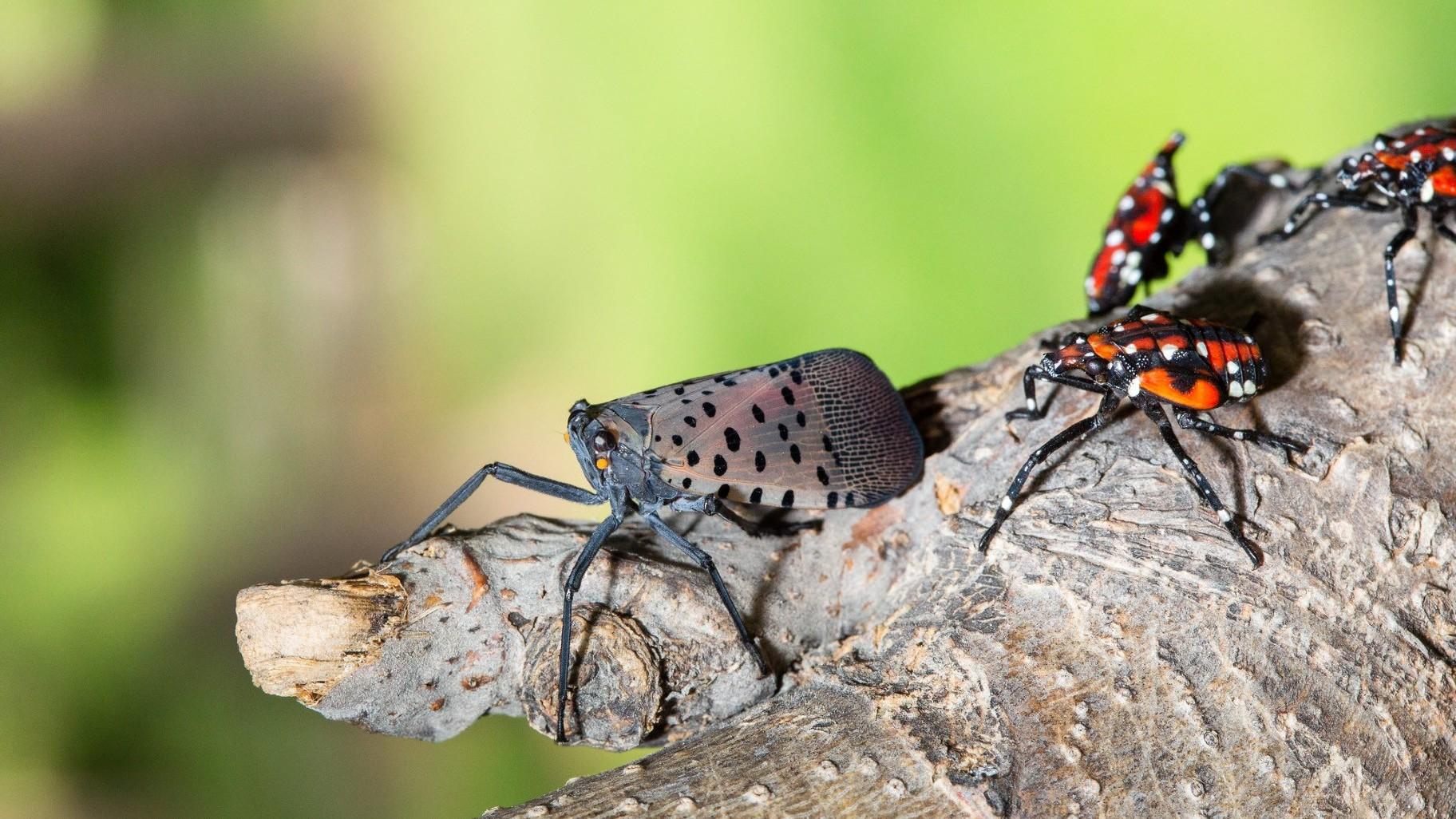 Spotted lanternfly adult (left) and nymphs. (U.S. Department of Agriculture)