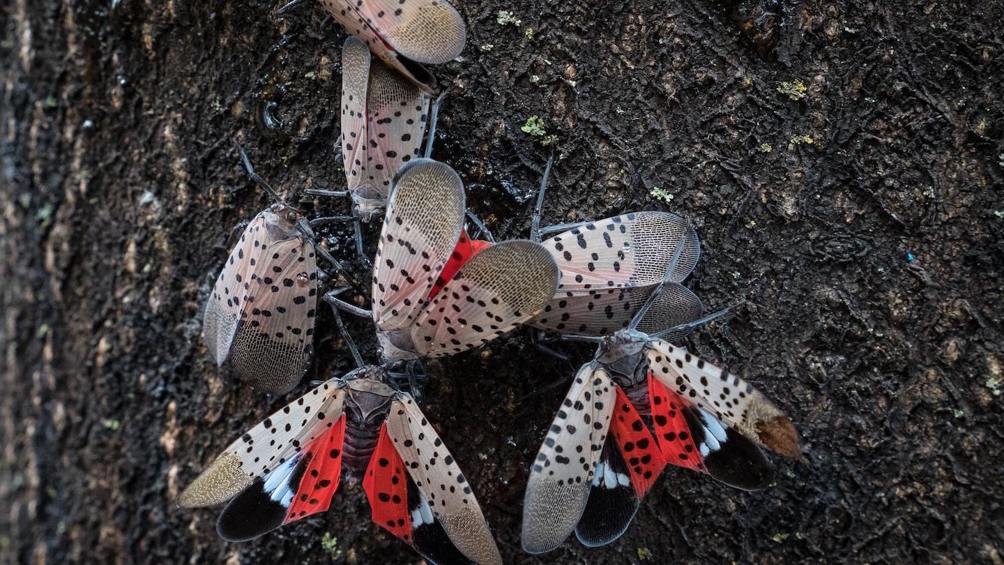 Adult spotted lanternfly. (U.S. Department of Agriculture)