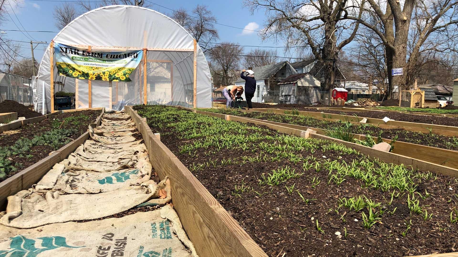 Tiny Star Farm Aims To Transform The Neighborhood That Meatpacking Built Chicago News Wttw