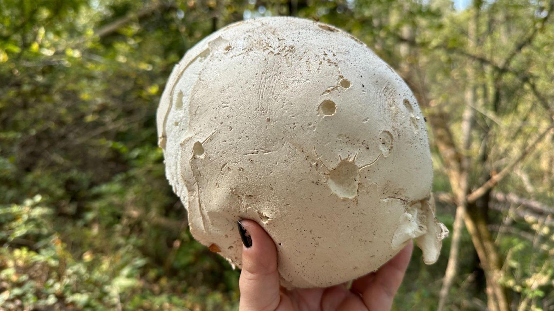 The Calvatia gigantea has been named the state mushroom of Illinois. (Kate Golembiewski / Field Museum)