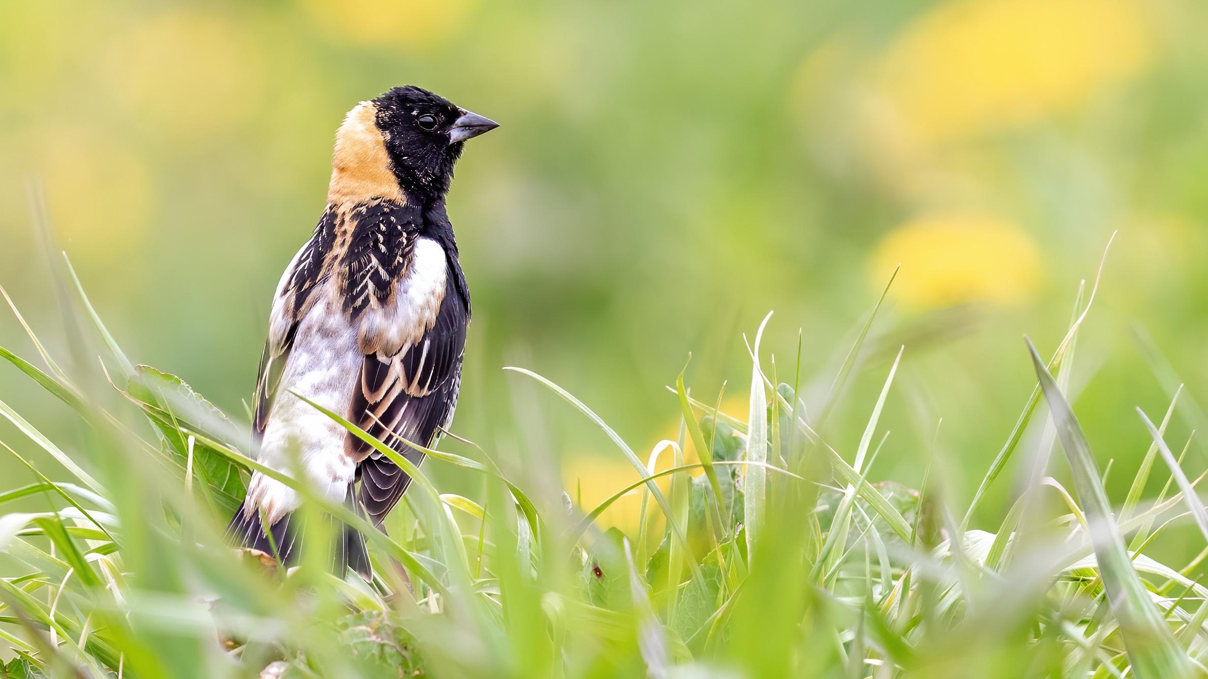 The bobolink is among the species of birds at a tipping point, according to a recent report from the North American Bird Conservation Initiative. (Brad Imhoff / Cornell Lab, Macaulay Library)