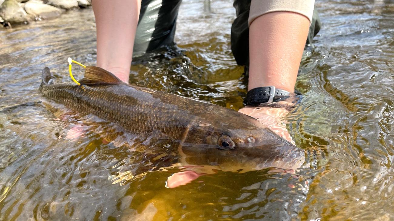 A sucker tagged and released for study in a new research project. (Courtesy Shedd Aquarium)