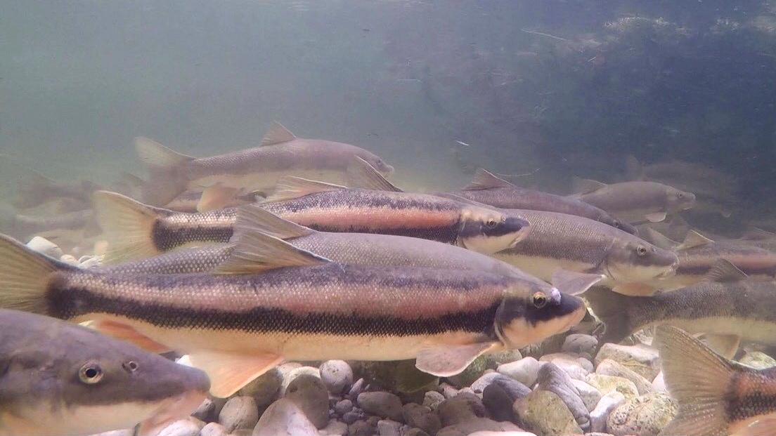 A group of suckers on the move in Door County, Wisconsin, during a previous migration. (Courtesy of Shedd Aquarium)