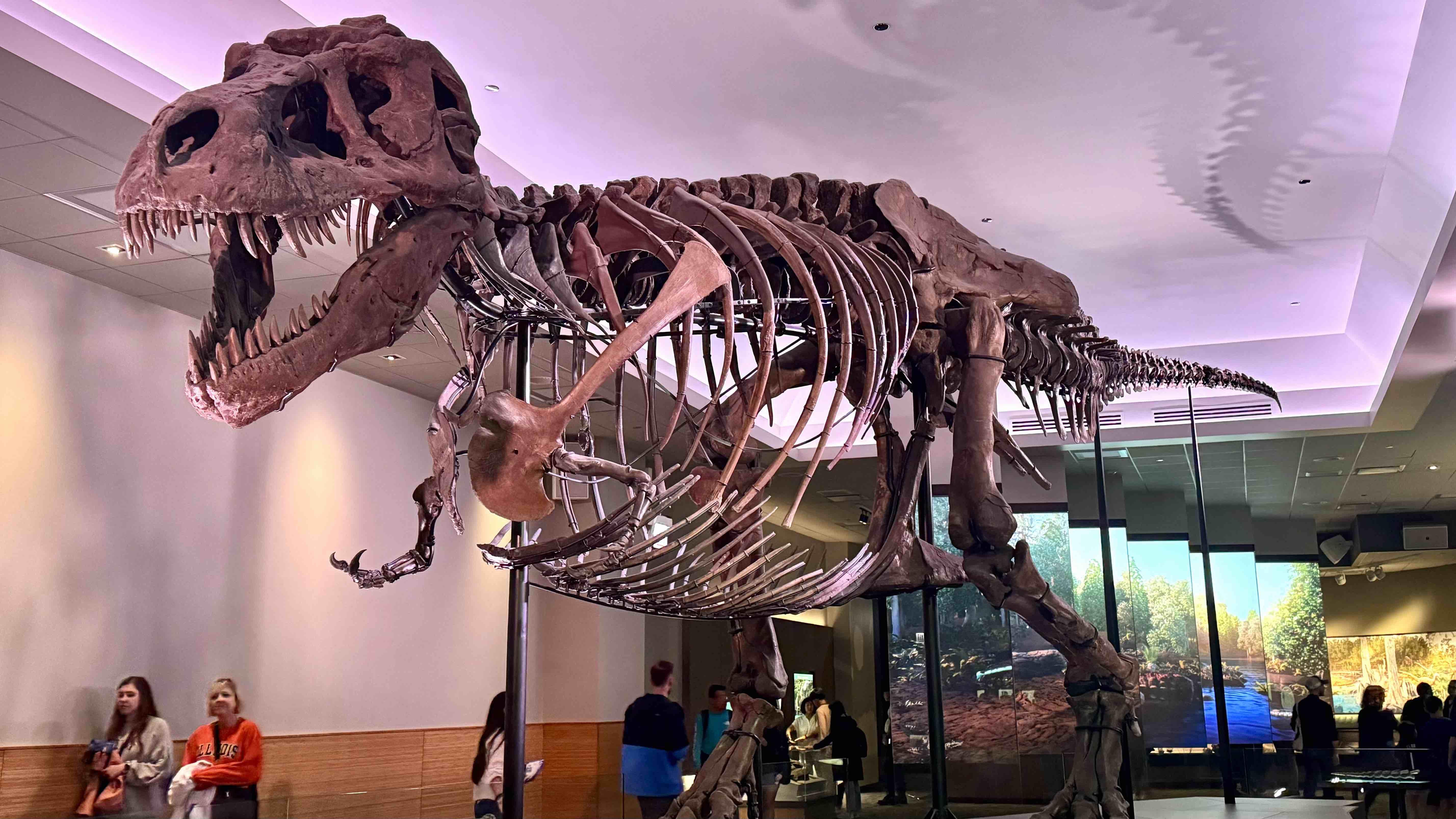 Sue the T. Rex at Chicago's Field Museum. (Patty Wetli / WTTW News)