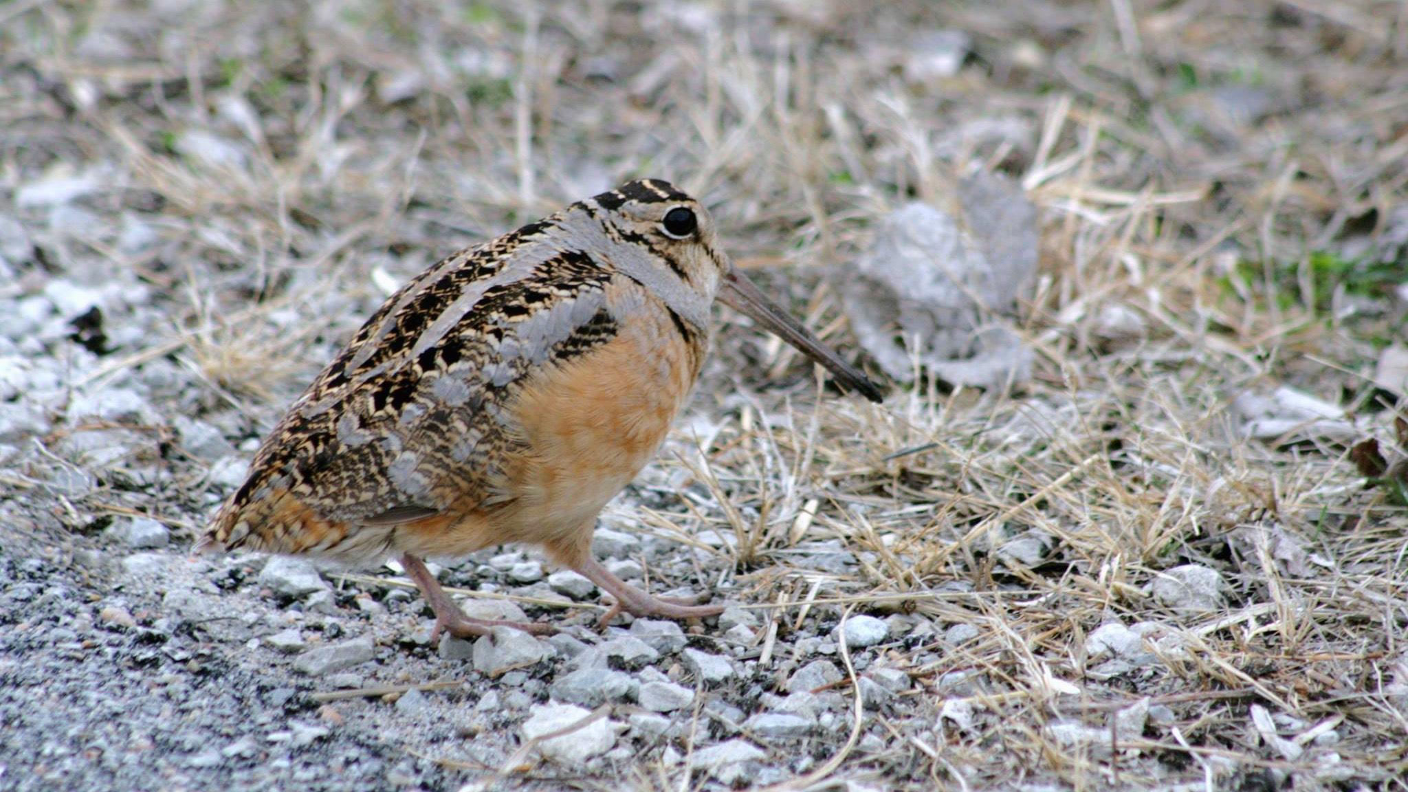 An American woodcock, aka, timberdoodle. (Flickr / USFWS Midwest Region)