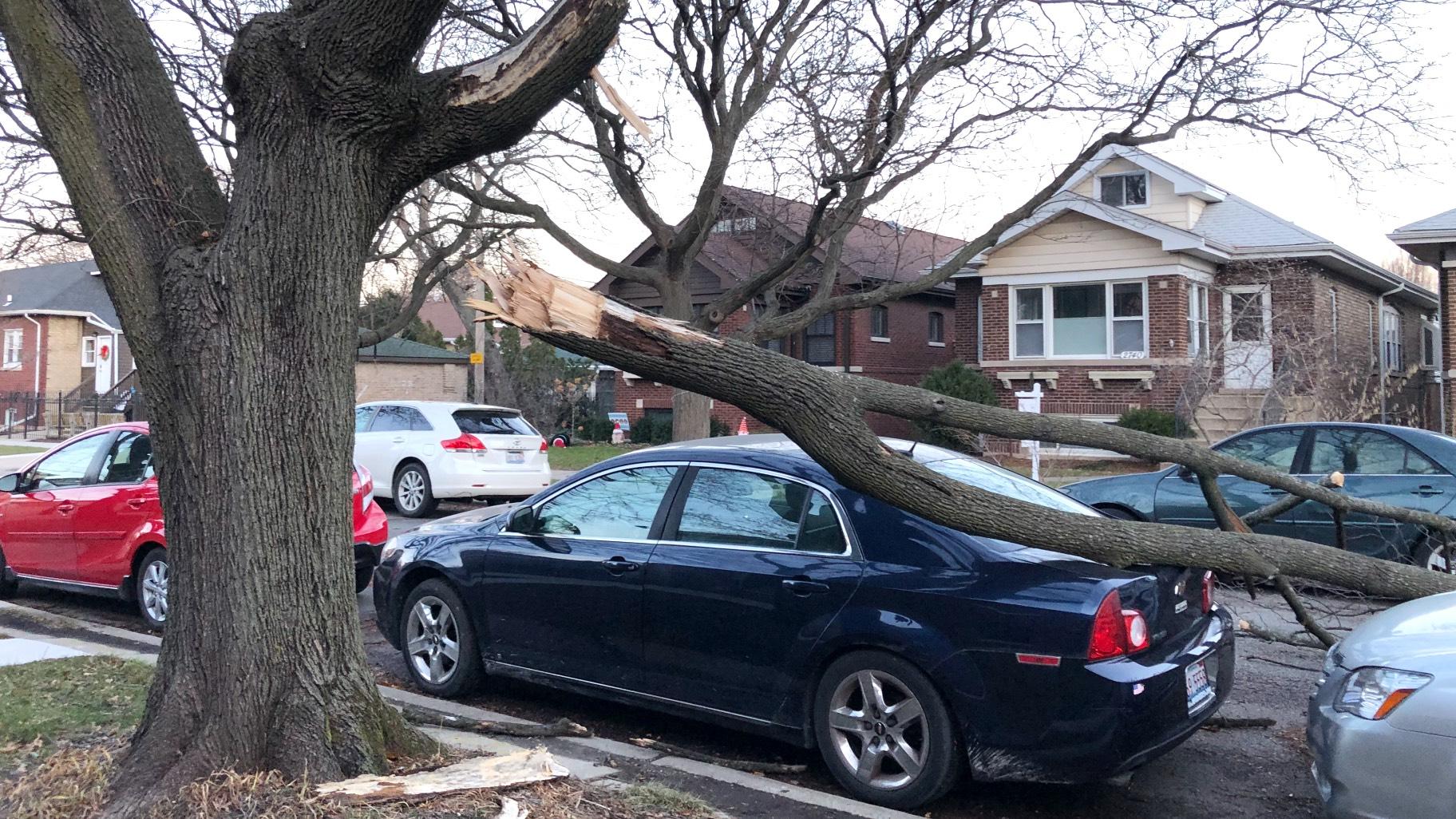 Numerous Chicagoans woke up to scenes of downed tree limbs like this one in Lincoln Square after strong winds blew through the region. Dec. 16, 2021. (Patty Wetli / WTTW News)