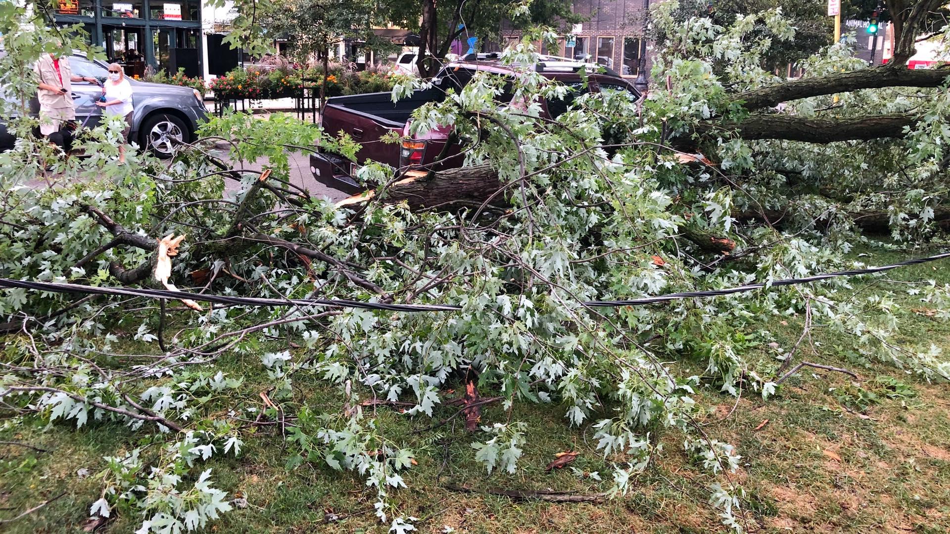 Nearly 12,000 trees were lost during the powerful derecho storm in Chicago on Aug. 10, 2020. (Patty Wetli / WTTW News)