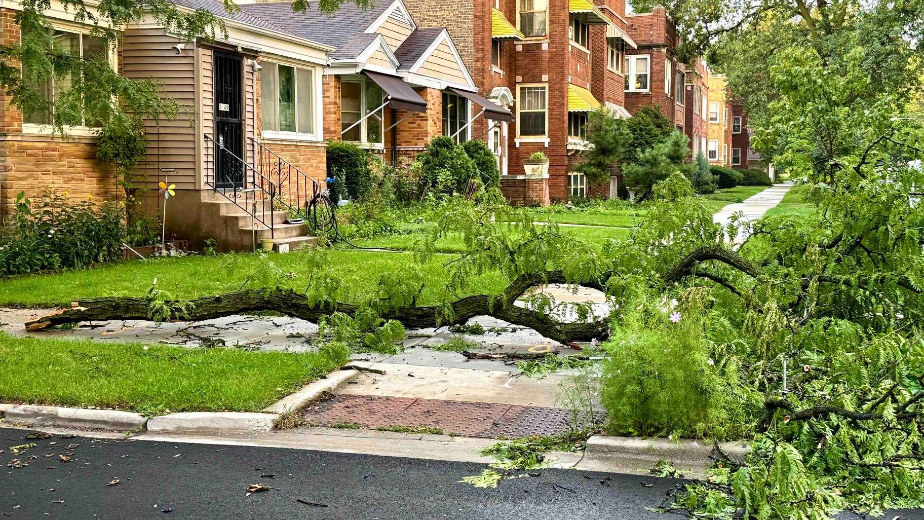 Chicago’s Department of Streets and Sanitation has received nearly 5,000 tree emergency calls since Sunday. (Patty Wetli / WTTW News)