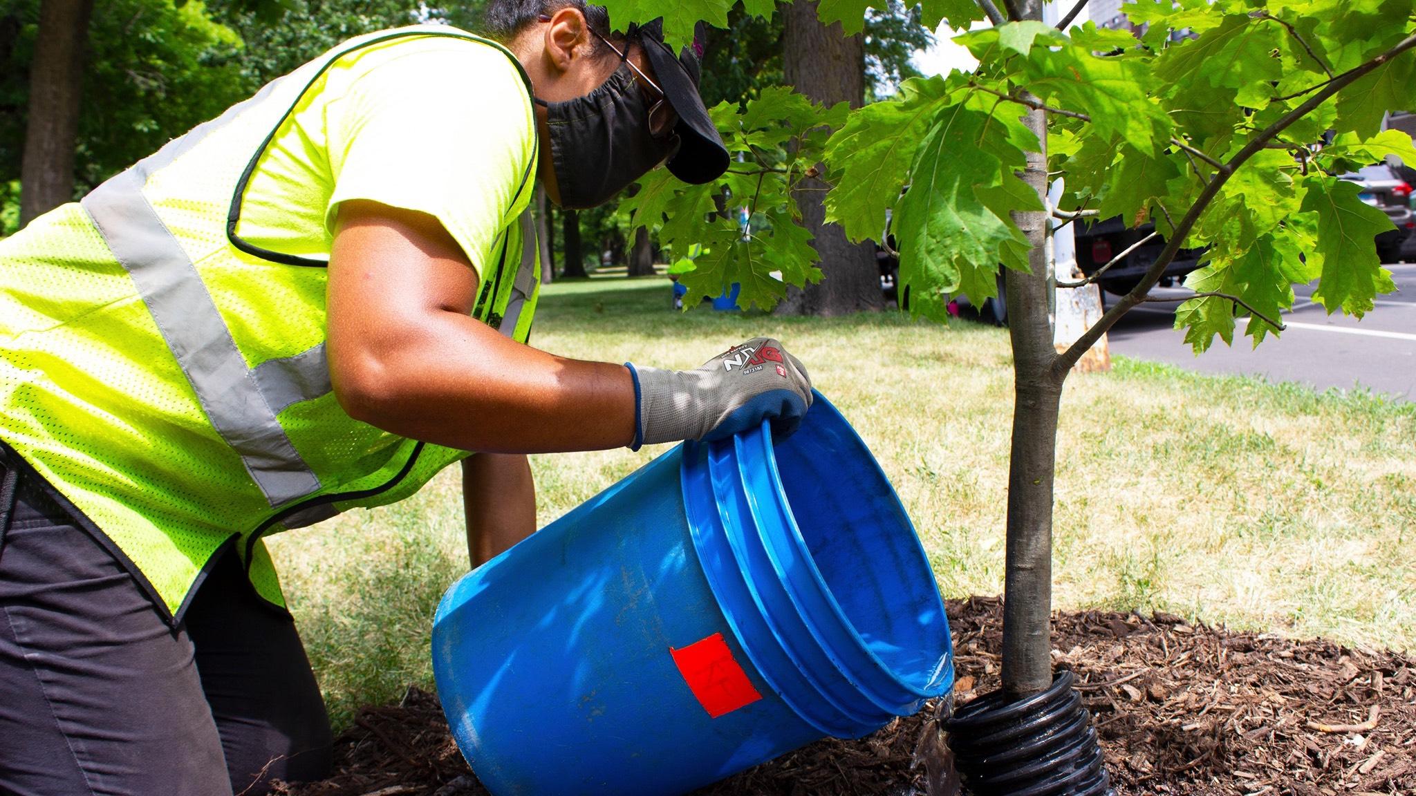 how-much-does-it-cost-to-cut-down-a-tree-in-chicago